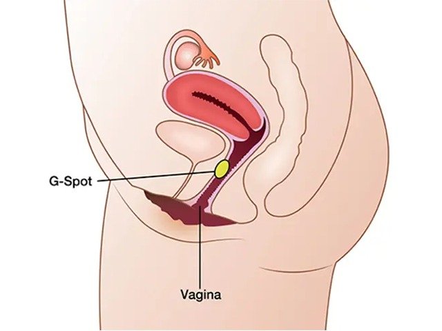 G-Spot Amplification